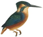 European kingfisher, common kingfisher (Alcedo atthis ispida)