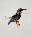 Eurasian kingfisher, common kingfisher (Alcedo atthis)