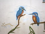 Eurasian kingfisher, common kingfisher (Alcedo atthis)