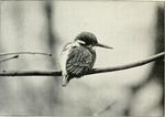 Eurasian kingfisher, common kingfisher (Alcedo atthis)