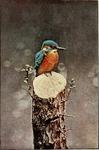 Eurasian kingfisher, common kingfisher (Alcedo atthis)