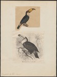 toco toucan (Ramphastos toco)