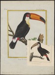 toco toucan (Ramphastos toco)