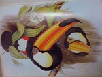 toco toucan (Ramphastos toco)