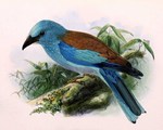 European roller (Coracias garrulus)