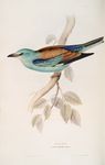 European roller (Coracias garrulus)