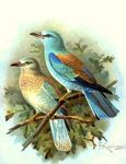 European roller (Coracias garrulus)