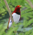 king bird-of-paradise (Cicinnurus regius)