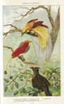 lesser bird-of-paradise (Paradisaea minor), king bird-of-paradise (Cicinnurus regius),western pa...