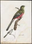 Narina trogon (Apaloderma narina)