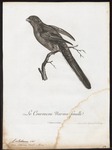 Narina trogon (Apaloderma narina)