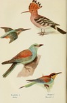 ...common kingfisher (Alcedo atthis), European roller (Coracias garrulus), hoopoe (Upupa epops), Eu