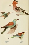 ...er (Coracias garrulus), hoopoe (Upupa epops), European bee-eater (Merops apiaster)