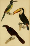 black-necked aracari (Pteroglossus aracari), toco toucan (Ramphastos toco), smooth-billed ani (C...