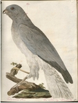 hen harrier (Circus cyaneus) - Falco cinereo albus, Der aschfarbige Würgefalke