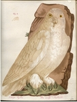 snowy owl (Bubo scandiacus) - Stryx Nyctaea, Die weisse Nachteule