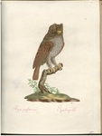 Eurasian pygmy owl (Glaucidium passerinum) - Stryx passerina. Sperlingeule.