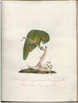 green-rumped parrotlet (Forpus passerinus) - Psittacus passerinus, genis macula rubra pictis