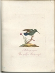 bee hummingbird (Mellisuga helenae) - Mellisuga major. Der grössere Fliegenvogel.