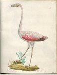 flamingo (Phoenicopterus sp.) - Phaenicopterus. Der Flaminger.