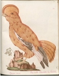Guianan cock-of-the-rock (Rupicola rupicola) - Upupa crocea. Das wilde Steinhuhn, das Felshuhn.