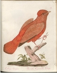 Guianan red cotinga (Phoenicircus carnifex) - Cotinga Carnifex. Der rothe Cajennische Coringa.