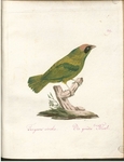 swallow tanager (Tersina viridis) - Tangara viridis. Die grüne Merl.