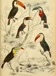 toucans - Ramphastos sp.