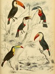 toucans - Ramphastos sp.