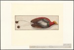 king bird-of-paradise (Cicinnurus regius)