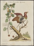king bird-of-paradise (Cicinnurus regius)