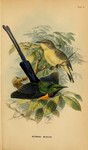 Nile Valley sunbird (Hedydipna metallica)