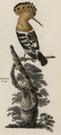 hoopoe (Upupa epops)