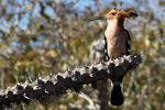 Madagascan hoopoe (Upupa epops marginata)