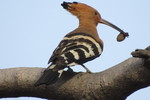 common hoopoe (Upupa epops)