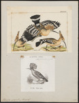 common hoopoe (Upupa epops)