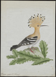 common hoopoe (Upupa epops)