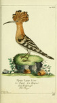 common hoopoe (Upupa epops)