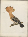 common hoopoe (Upupa epops)