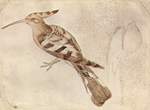 common hoopoe (Upupa epops)