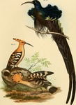 black sicklebill (Epimachus fastosus), common hoopoe (Upupa epops)