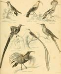 ...birds - Heliomaster longirostris, Drepanis coccinea, Upupa epops, Epimachus fastosus, Promerops 