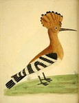 common hoopoe (Upupa epops)