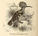 common hoopoe (Upupa epops)