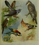 common cuckoo (Cuculus canorus), great spotted cuckoo (Clamator glandarius), yellow-billed cucko...