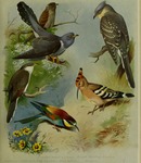 ...uckoo (Clamator glandarius), yellow-billed cuckoo (Coccyzus americanus), European bee-eater (Mer