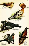 ...topelia risoria), stock dove (Columba oenas), common wood pigeon (Columba palumbus), passenger p...