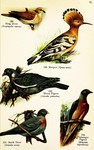 ...common hoopoe (Upupa epops), Barbary dove (Streptopelia risoria), stock dove (Columba oenas), co