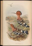 common hoopoe (Upupa epops)