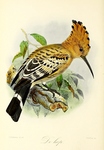 common hoopoe (Upupa epops)